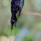 Drongo à raquettes