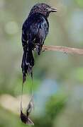 Greater Racket-tailed Drongo