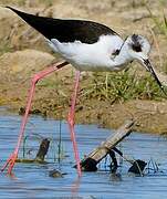 Black-winged Stilt