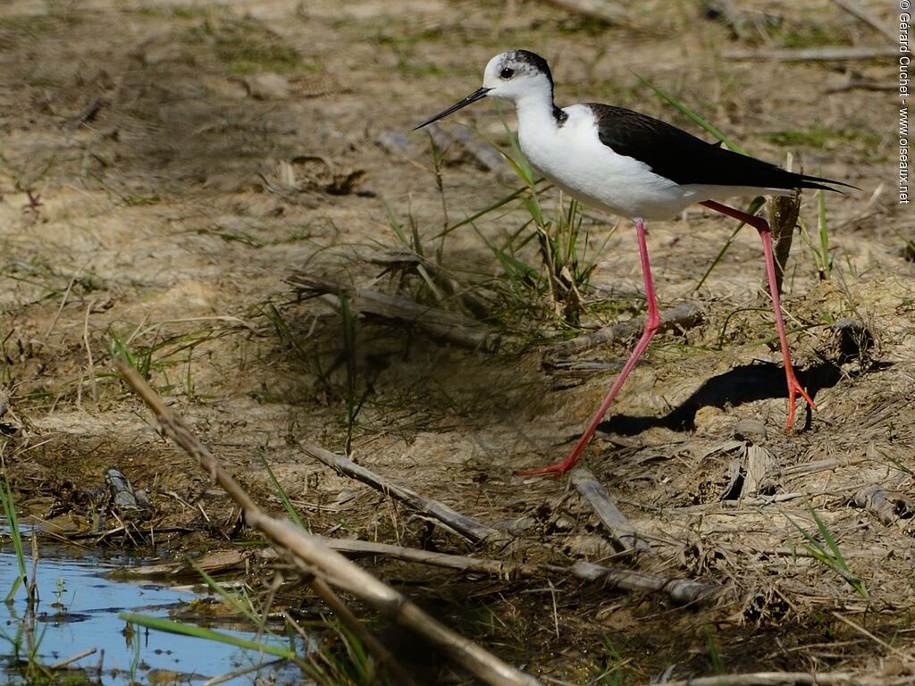 Black-winged Stilt