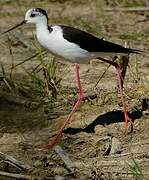 Black-winged Stilt