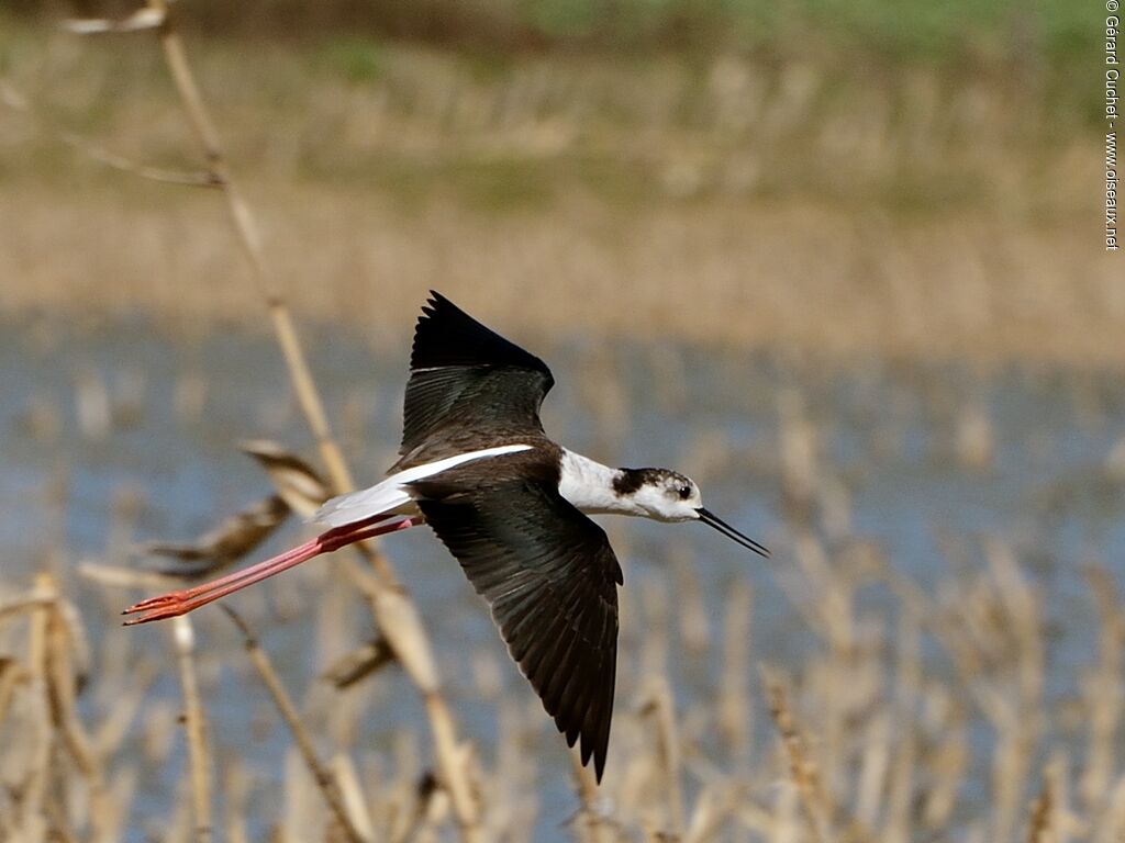 Échasse blanche