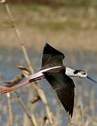 Black-winged Stilt