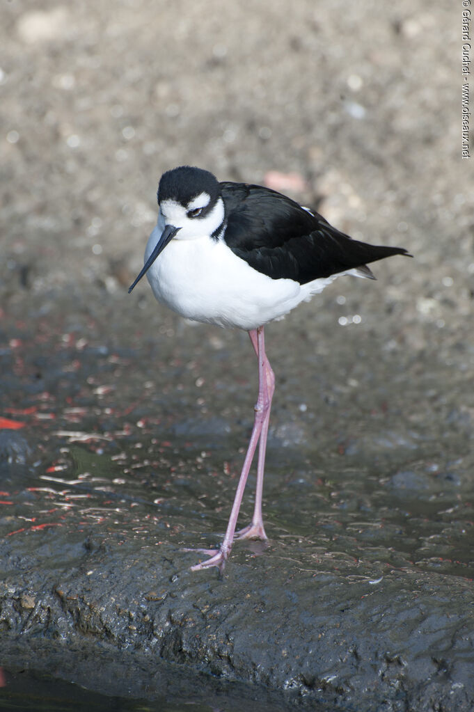 Black-necked Stilt