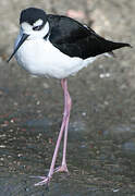 Black-necked Stilt