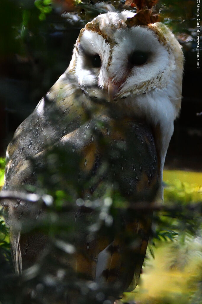 Western Barn Owl, close-up portrait, pigmentation