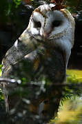 Western Barn Owl