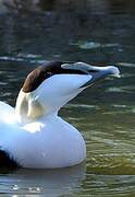 Common Eider