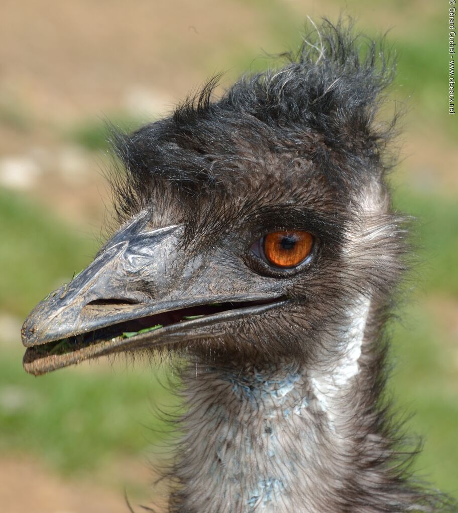 Emu