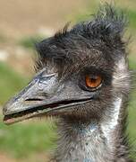 Emu