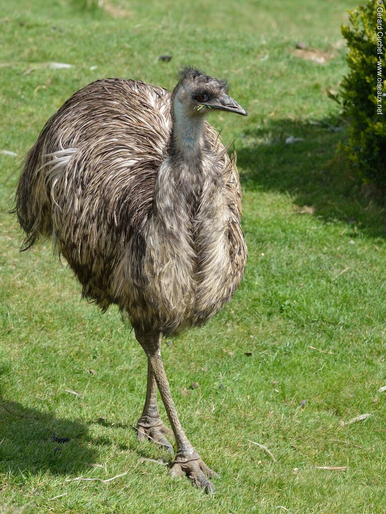 Emu