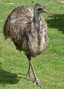 Emu