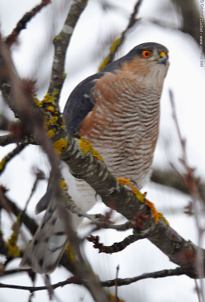 Eurasian Sparrowhawk
