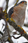 Eurasian Sparrowhawk