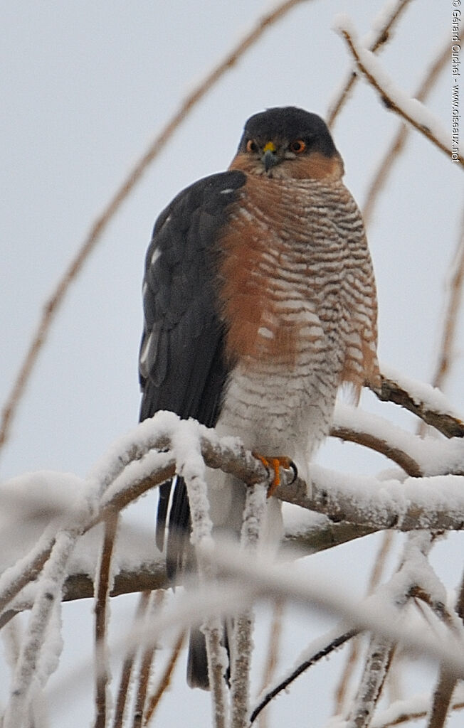 Eurasian Sparrowhawk