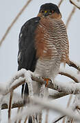 Eurasian Sparrowhawk