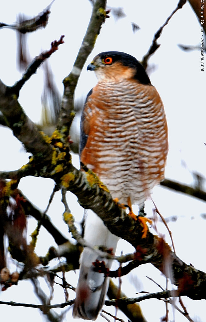 Eurasian Sparrowhawk