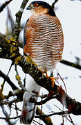 Eurasian Sparrowhawk
