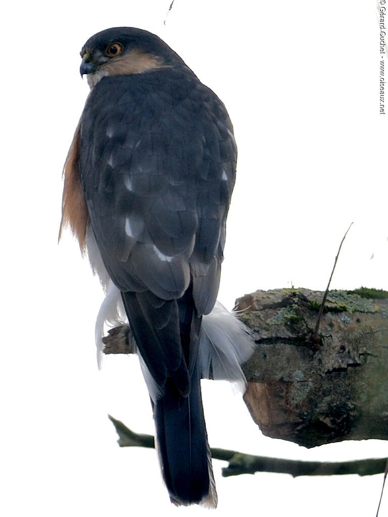 Eurasian Sparrowhawk