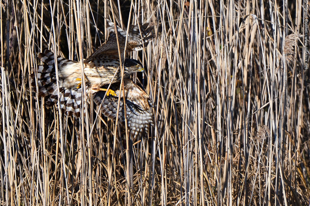 Eurasian Sparrowhawk, Flight, fishing/hunting