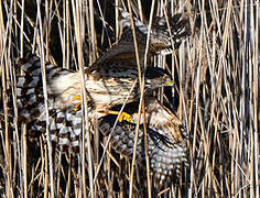 Eurasian Sparrowhawk