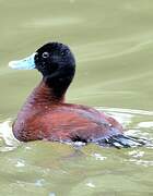 Lake Duck