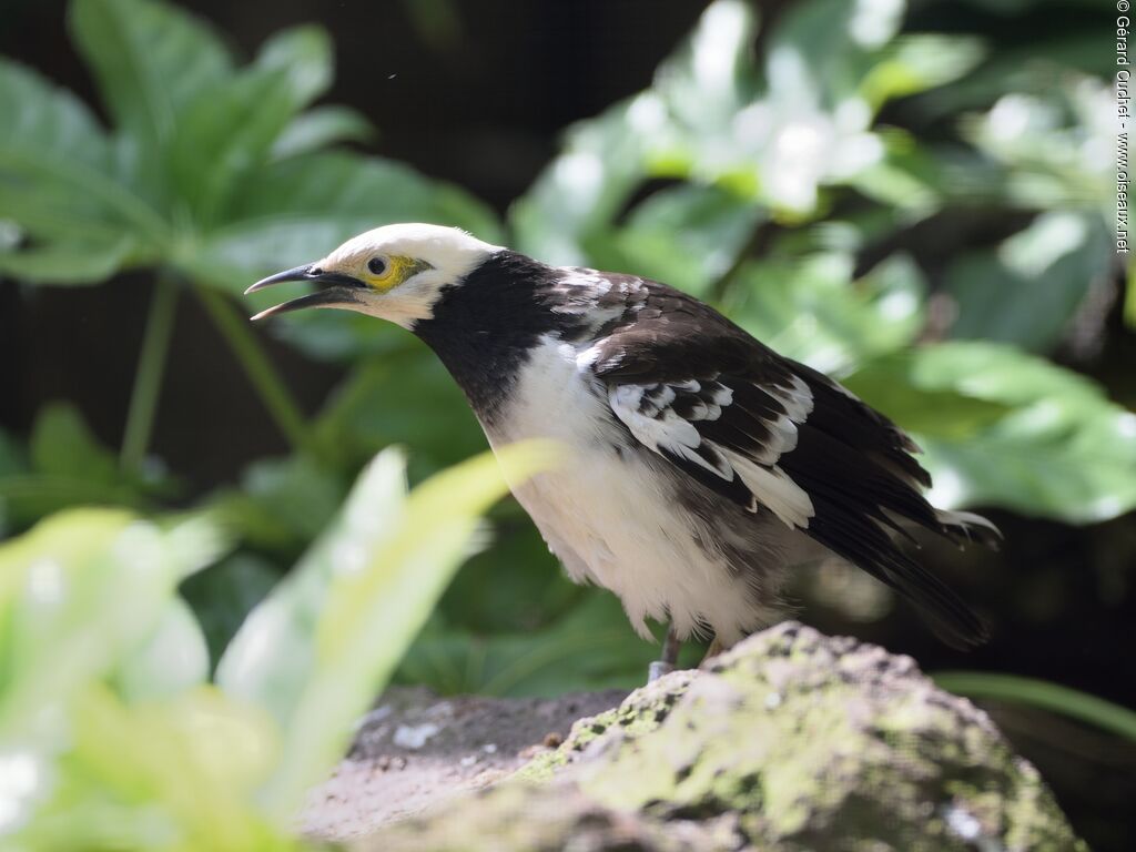 Black-collared Starlingadult