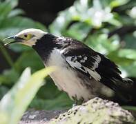 Black-collared Starling