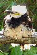 Black-collared Starling