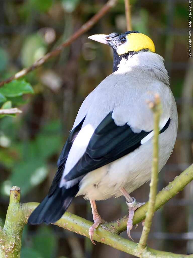 Wattled Starlingadult