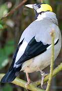 Wattled Starling