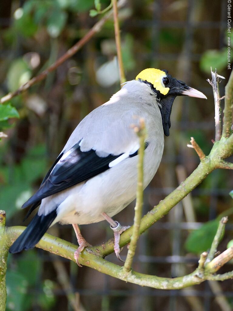 Wattled Starlingadult