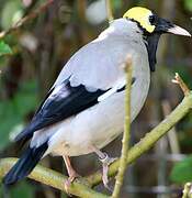 Wattled Starling