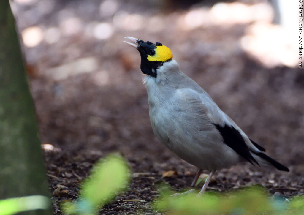 Wattled Starling, walking