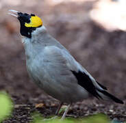 Wattled Starling