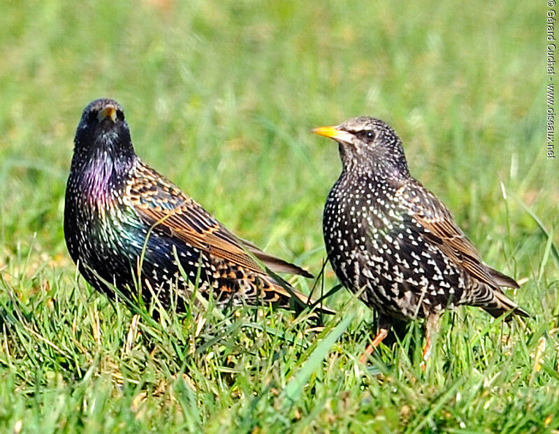 Common Starling 