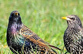 Common Starling