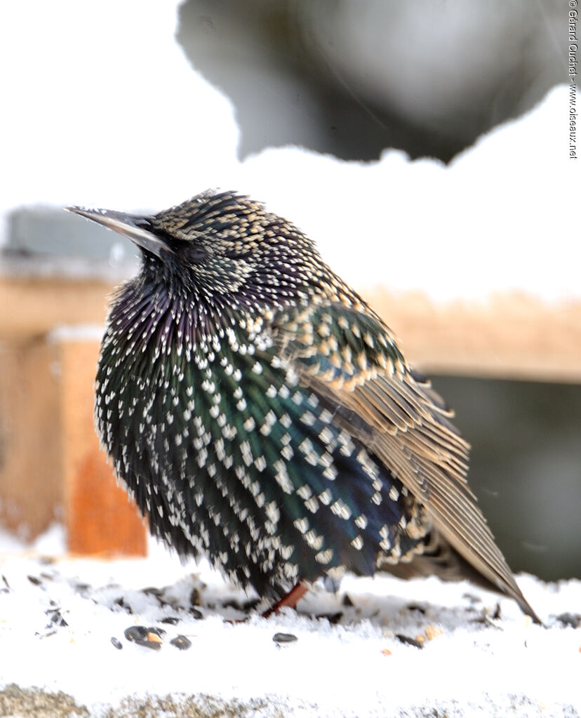 Common Starling