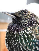 Common Starling