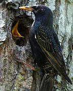 Common Starling