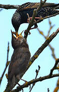 Common Starling