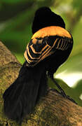 Yellow-mantled Widowbird