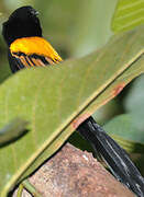 Yellow-mantled Widowbird