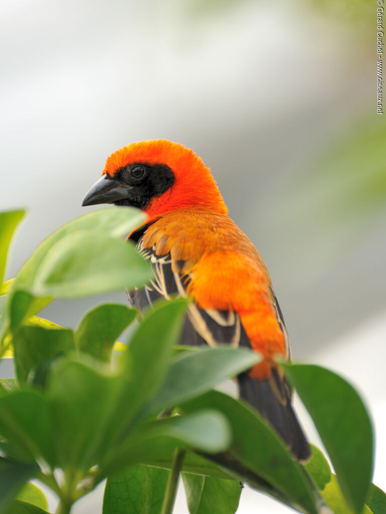 Black-winged Red Bishop