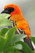 Black-winged Red Bishop