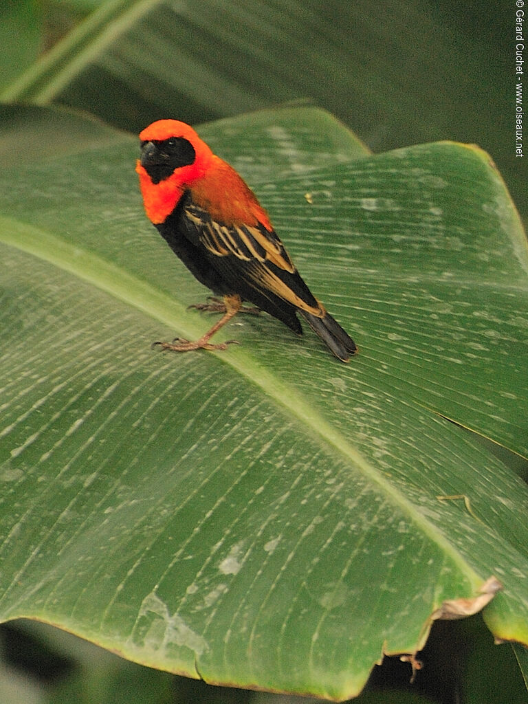 Black-winged Red Bishop