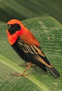 Black-winged Red Bishop