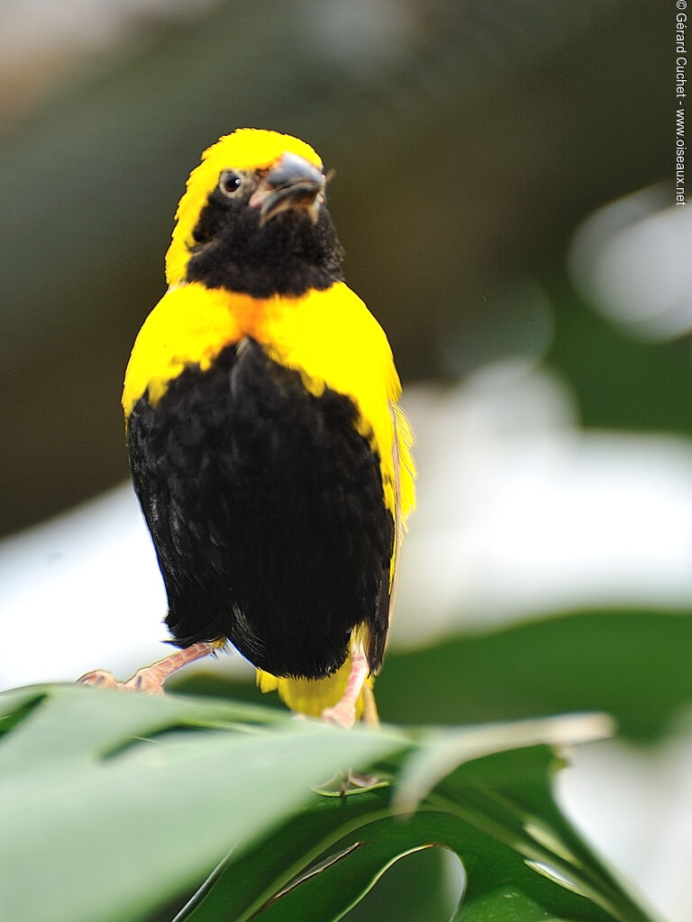 Yellow-crowned Bishop