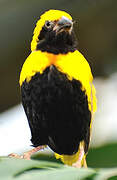 Yellow-crowned Bishop