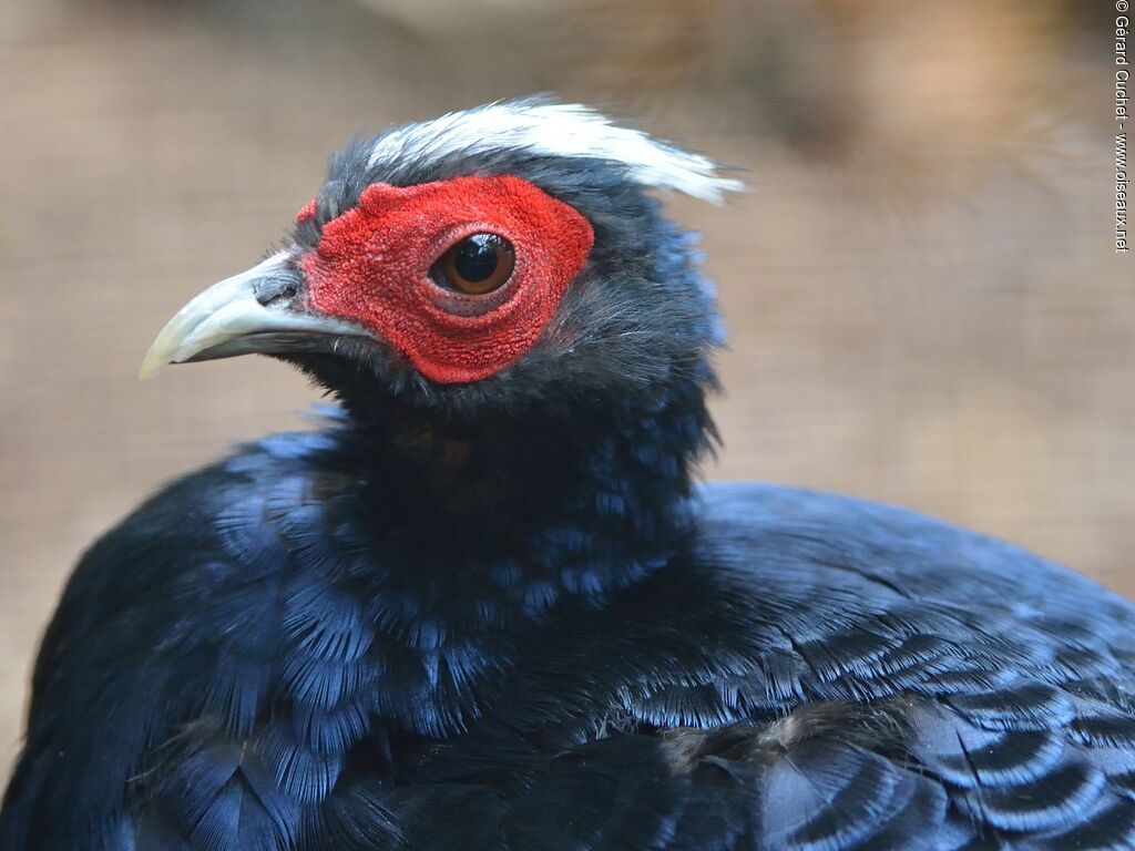 Edwards's Pheasant